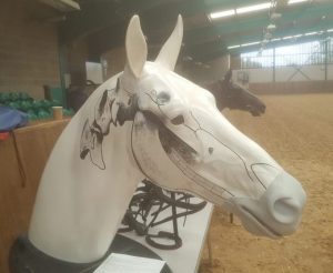 Skeleton of horse head